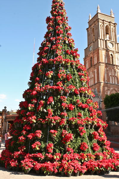 Christmas In San Miguel de Allende-Tree